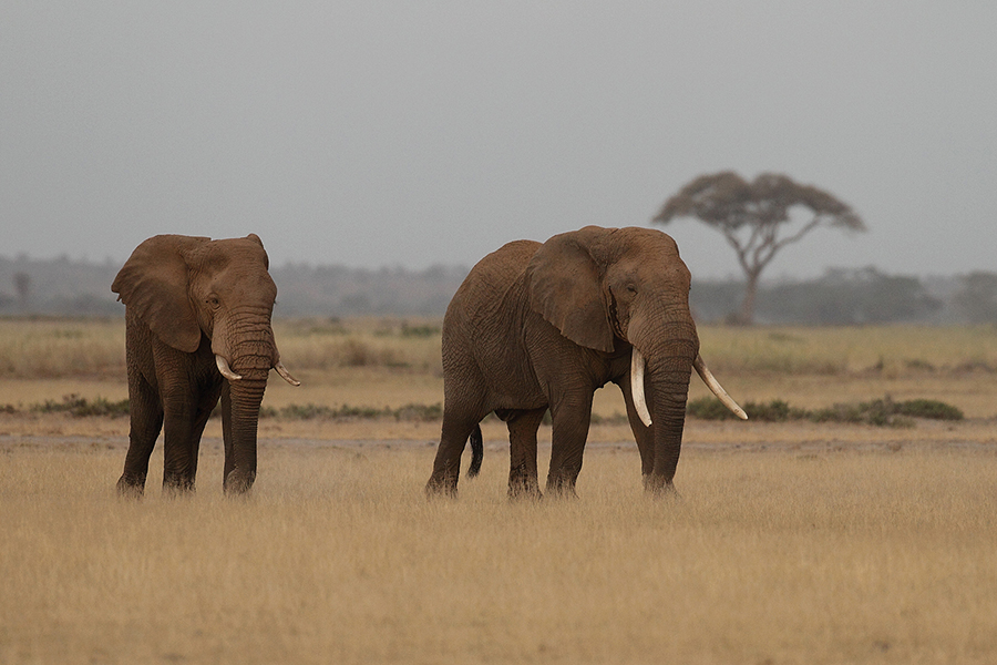 N&aacute;rodn&iacute; park  Amboseli - Amboseli National Park Kenya