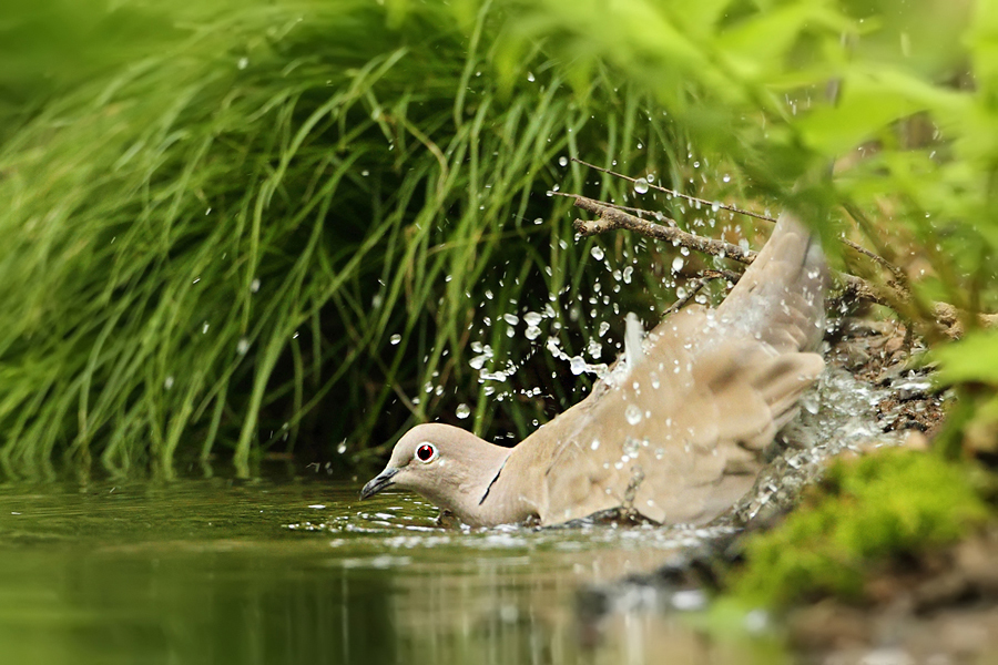 Hrdlička zahradn&iacute; (Streptopelia decaocto)