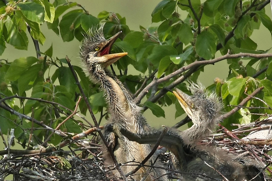  Volavka popelav&aacute; (Ardea cinerea)