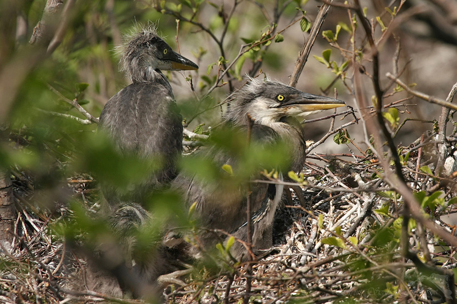  Volavka popelav&aacute; (Ardea cinerea)