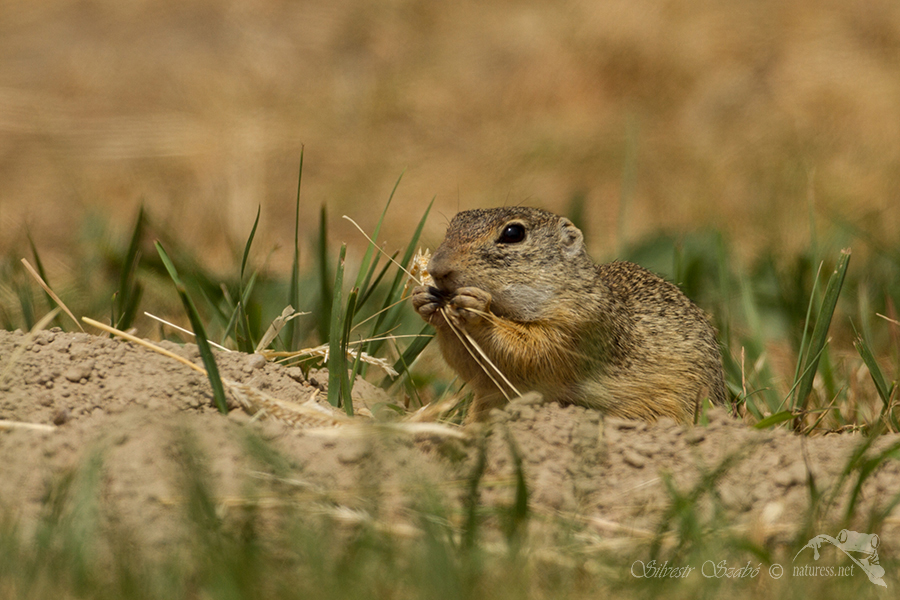Sysel obecn&yacute; (Spermophilus citellus)