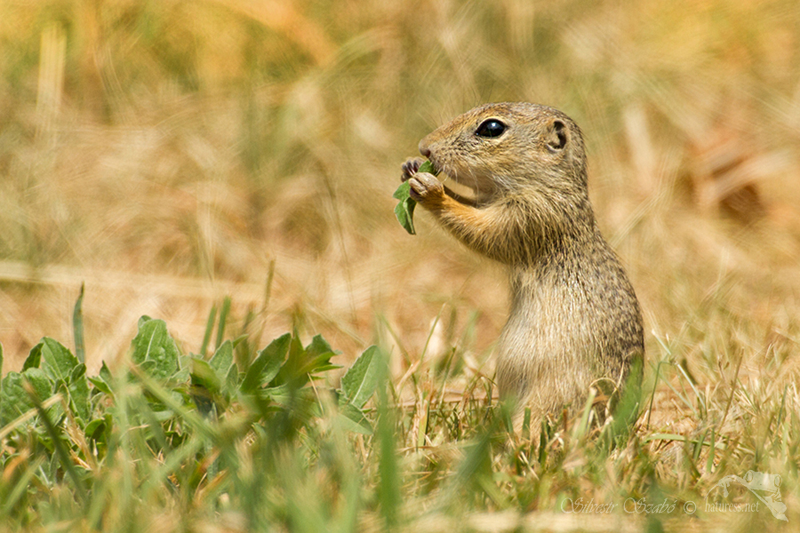 Sysel obecn&yacute; (Spermophilus citellus)