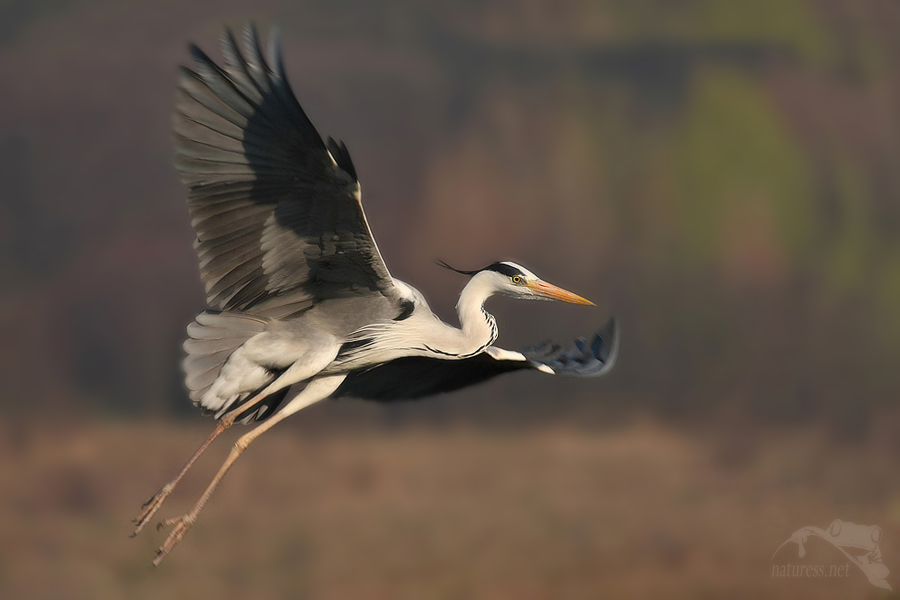 Volavka popelav&aacute; (Ardea cinerea)