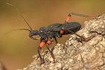 Chov Z&aacute;keřnic (Platymeris biguttata)